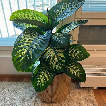 アパート Sweet Dreams 2