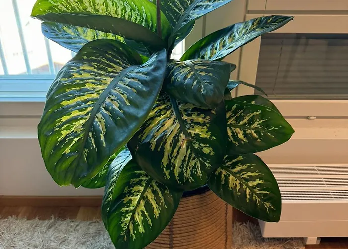 Appartement Sweet Dreams 2